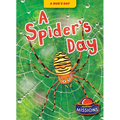 A Spider's Day