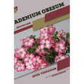 Adenium obesum: Open terrarium, Beginner's Guide