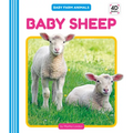 Baby Sheep