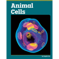 Animal Cells
