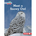 Meet a Snowy Owl