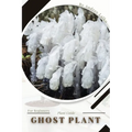 Ghost Plant: Plant Guide