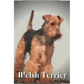 Welsh Terrier: Dog breed overview and guide