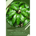Schefflera actinophylla: Plant Guide