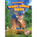 White-Tailed Deer