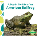 Day in the Life of an American Bullfrog