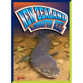 New Zealand Longfin Eel