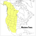 A Peterson Field Guide to Western Trees: Western United States and Canada