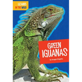 Green Iguanas