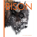 Bison