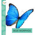 Blue Morphos