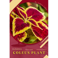 Coleus Plant: Plant Guide