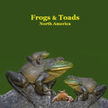Frogs and Toads of North America Kids Book: Great Children's Book about the types of North American Frogs and Toads