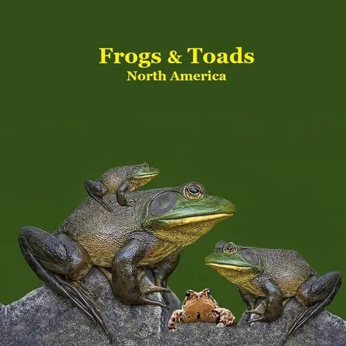 Frogs and Toads of North America Kids Book: Great Children's Book about the types of North American Frogs and Toads