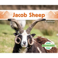 Jacob Sheep