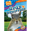 Gray Squirrels