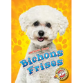 Bichons Frises