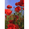 Poppy Meadow: Poppies Are Found Around the Globe from Icy Cold Tundra to Broiling Hot Deserts, Mostly in the Northern Hemisphere.