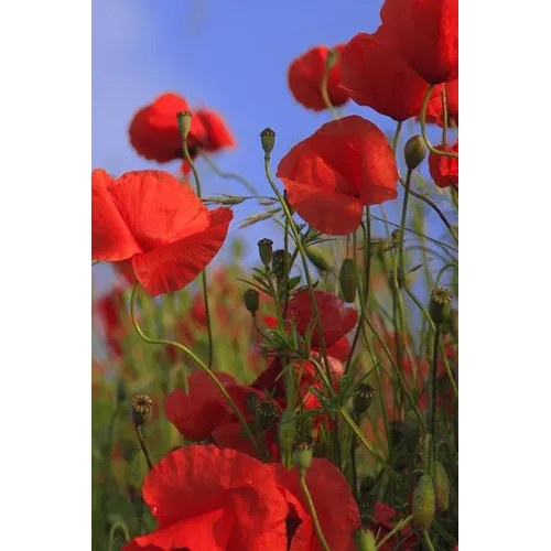 Poppy Meadow: Poppies Are Found Around the Globe from Icy Cold Tundra to Broiling Hot Deserts, Mostly in the Northern Hemisphere.