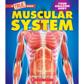 Muscular System (a True Book: Your Amazing Body)