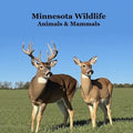 Minnesota Animals and Mammals Wildlife Book: Great Minnesota Animals book with Lifelike Images and Fun Facts
