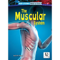 The Muscular System