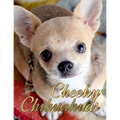 Cheeky Chihuahuas
