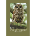 Owl at Twilight
