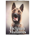 Belgian Malinois: Dog breed overview and guide