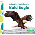 Day in the Life of a Bald Eagle