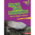 Chinese Giant Salamanders: Nature's Biggest Amphibian