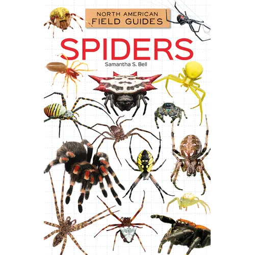 Spiders