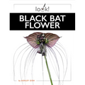 Black Bat Flower
