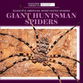 Giant Huntsman Spiders