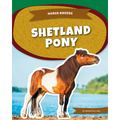 Shetland Pony