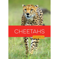 Cheetahs