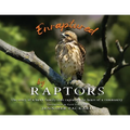 Enraptured by Raptors: The story of a hawk family that captured the heart of a community