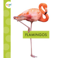 Flamingos