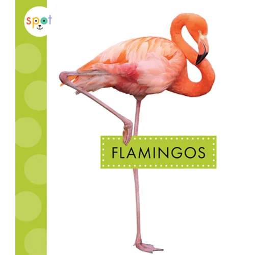 Flamingos