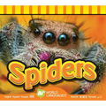 Spiders