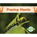 Praying Mantis