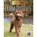 Labradoodles