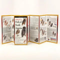 Sibley's Owls of North America
