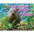 North American River Otter