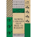 Growing Cabbages from Seed to Harvest