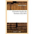 Échinides Fossiles Des Pyrénées