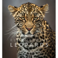 Remembering Leopards