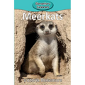 Meerkats