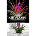 Air Plant: Step by Step Guide to Growing Tillandsia + Tips for Indoor Plants