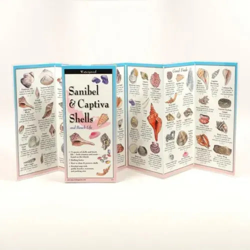 Sanibel & Captiva Shells and Beach Life